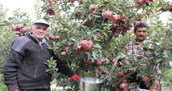 Karaman’da hasadı başlayan elma yüz güldürüyor