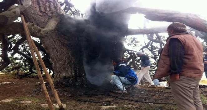 Dilek dilemek için yaktığı mum 700 yıllık çam ağacını yaktı
