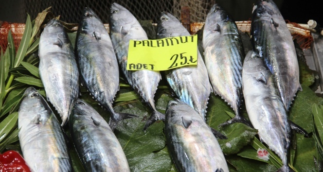 Çanakkale&#039;de balık fiyatları el yakıyor