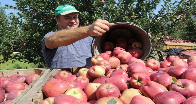 Her beş elmadan biri Isparta’da üretiliyor