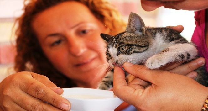 Mahsur kalan yavru kedi, cep telefonundaki kedi sesi sayesinde kurtarıldı