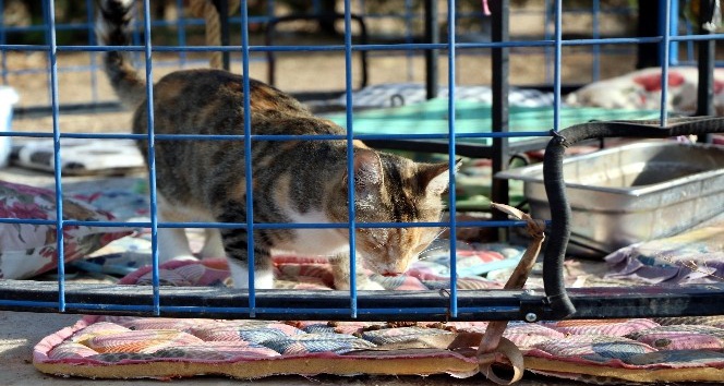 (Özel Haber) Türkiye’de ilk defa okul bahçesine kedi evi kuruldu