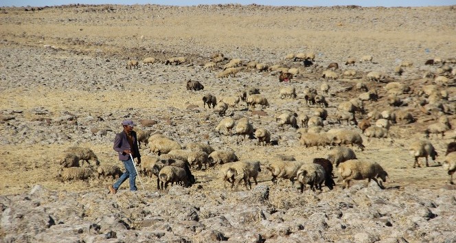Diyarbakır’da hayvancılar, 3 bin TL’ye çalışacak çoban bulamıyor