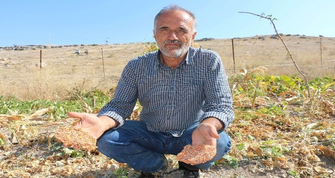 3 bin 500 yıllık vadide genetiği bozulmamış sebze tohumlardan ürün elde etti
