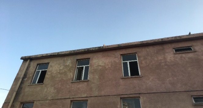 Kuşları avlamak için çatıya çıkan kedi mahsur kaldı