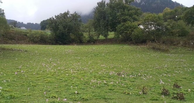 Karadeniz’de yaylalar artık  ‘var git’ diyor