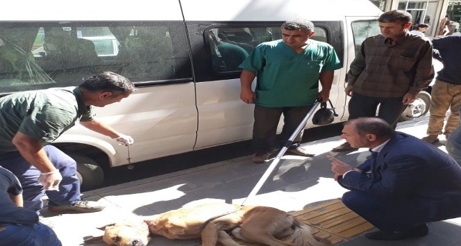 Bismil Belediyesi sokak köpeklerine sahip çıkıyor