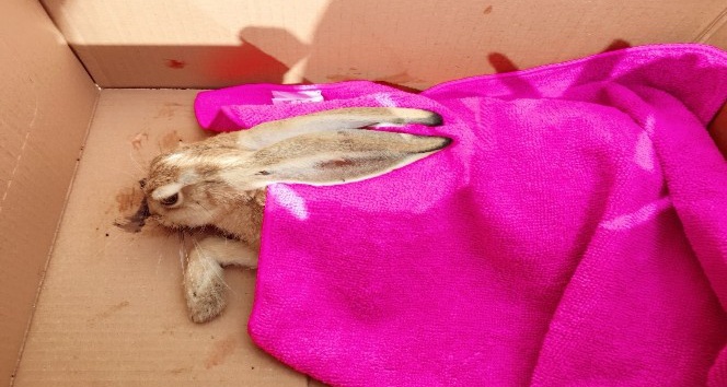 Yaralı tavşana ilk müdahale aile sağlığı merkezinde yapıldı