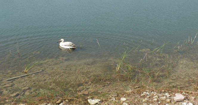 Yaralı bulunan pelikan, doğaya bırakıldı