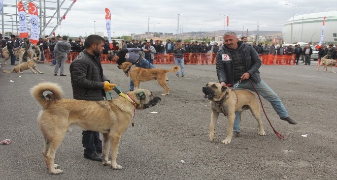 Sivas’ta Çoban köpekleri güzellik yarışması