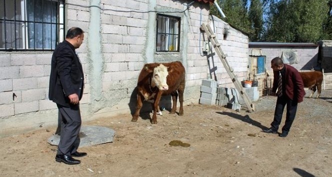Genç Çiftçi Projesi kapsamında ilk buzağı alındı