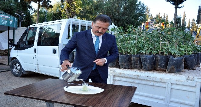 Toroslar’da şifa veren "mabet ağacı" yetiştirildi