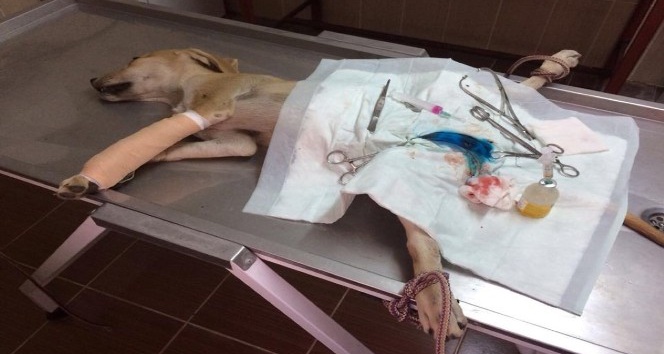 Ayağı kırılan köpek tedavi edildi