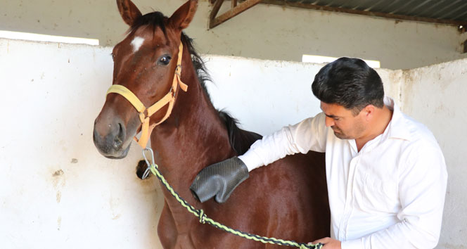 İngiliz yarış atları lüks otomobil fiyatına satılacak