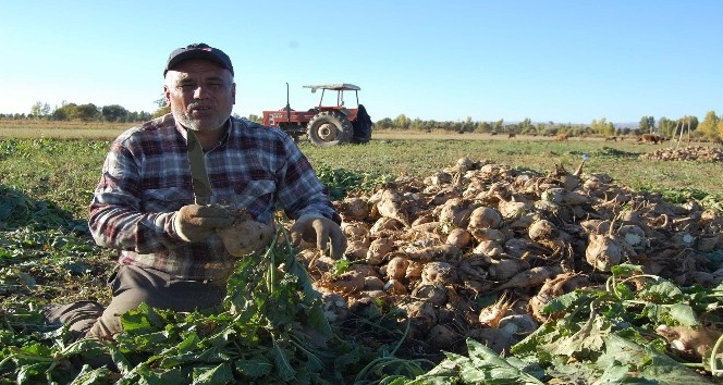 Bitlis’te Şekerpancarı hasadına başladı