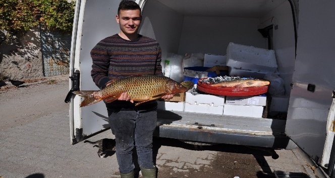 15 kiloluk Sazan balığı pazarın gözdesi