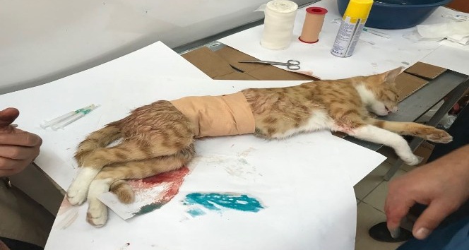 Yavruları anne karnında ölen kedi sezeryan ile kurtarıldı
