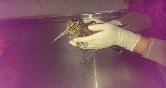 Yaralı bulunan Çulluk kuşu tedavi altına alındı