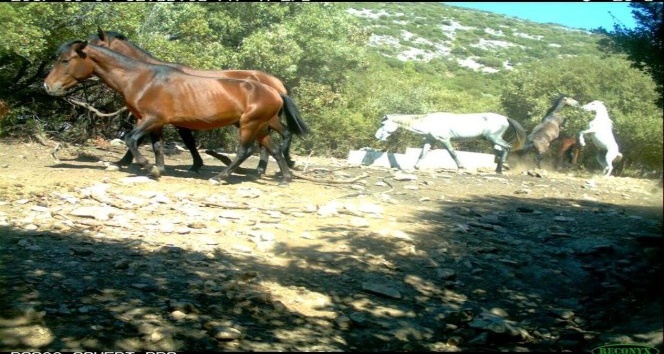 Aydın’da yılkı atları fotokapanla görüntülendi