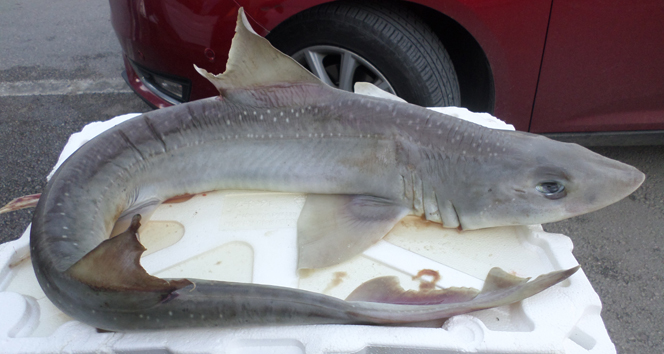 Marmara Denizi’nde yavru köpek balığı yakalandı