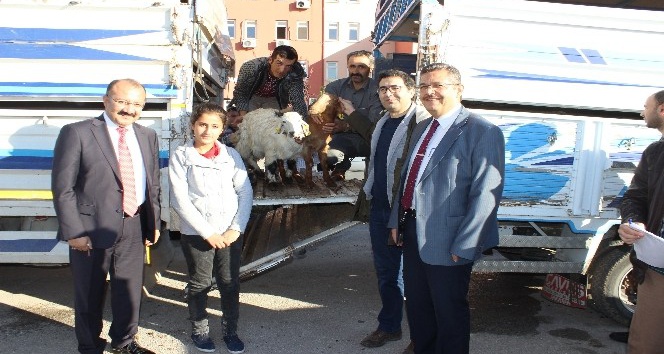 Karaman’da genç çiftçilere keçileri teslim edildi