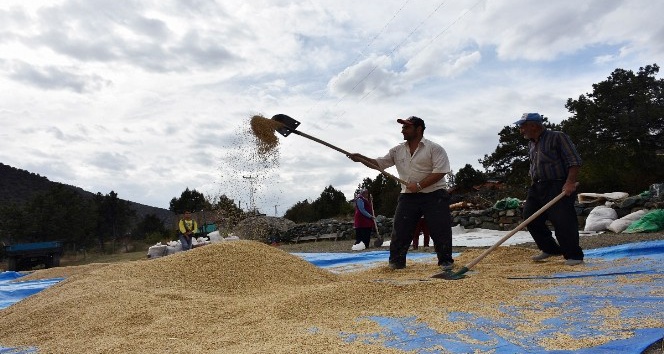 (Özel haber) Dünyaca ünlü ’Sarı Kılçık’ pirinci yabani ot tehdidinde