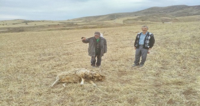 Sungurlu’da kurtlar koyun sürüsüne saldırdı