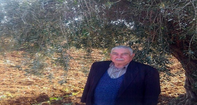Zeytin Üreticileri yağmur bekliyor