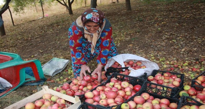Beytüşşebap’ta elma hasadı başladı