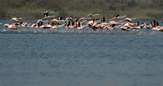Flamingolar Türkiye&#039;yi sevdi