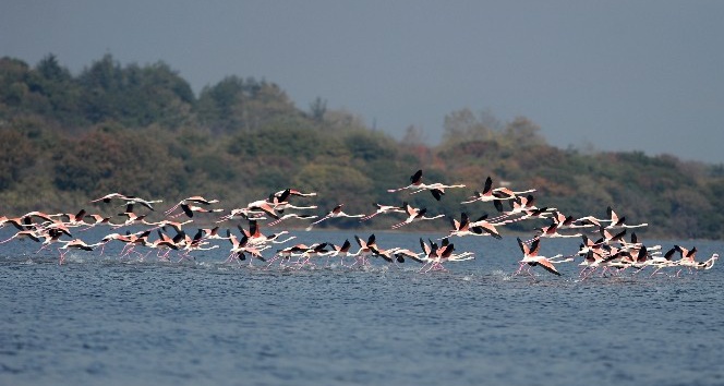 (Özel Haber) Flamingolar Türkiye’yi sevdi