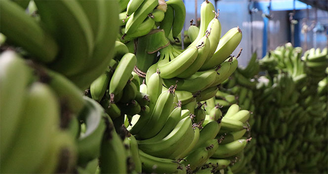 Anamur, Türkiye’nin muz ihtiyacına yetişemiyor