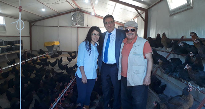 Gezer tavuklar üretime başladı
