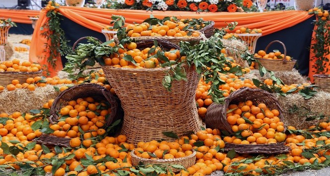 Seferihisar’da turuncu festival için artık geri sayım