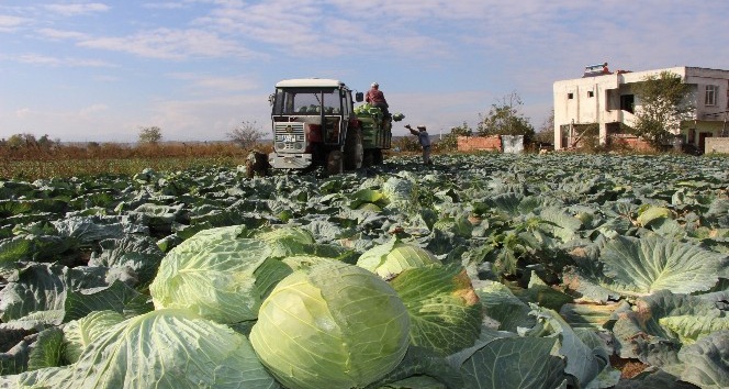 Bafra Ovası'nda lahana hasadına başlandı İhlas Haber Ajansı