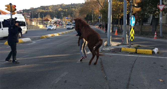 Sarıyer&#039;de başıboş atın vatandaşlara saldırdığı anlar kamerada