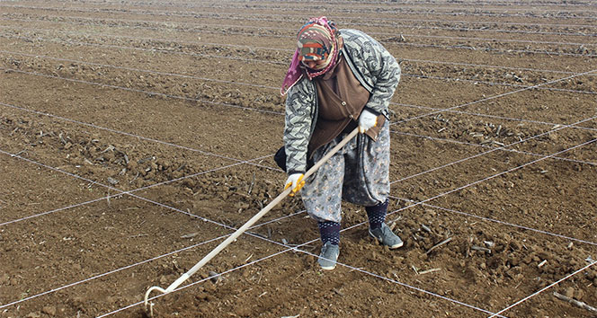 Milli tohumlar kadın eliyle ekiliyor