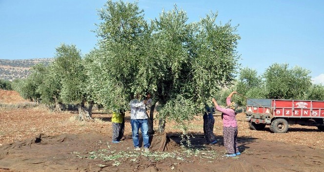 Zeytinde erken hasat uyarısı