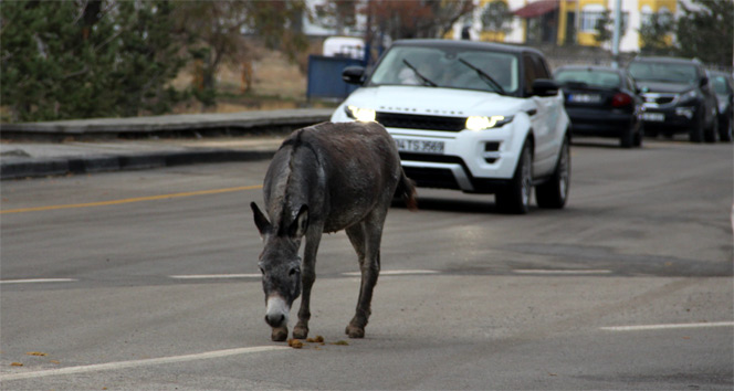 Trafikte ilerleyen eşek sürücülere zor anlar yaşattı