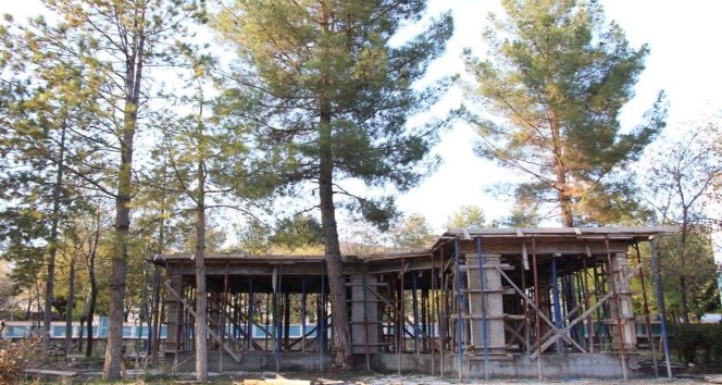 Hani Belediyesi 35 yıllık çam ağacını kesmemek için projede değişiklik yaptı