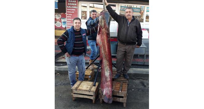 Hirfanlı Barajı’nda 60 kiloluk yayın balığı yakalandı