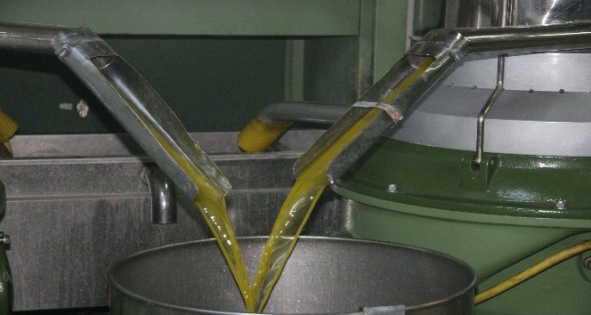 Zeytin dalından sofraya yolculuk