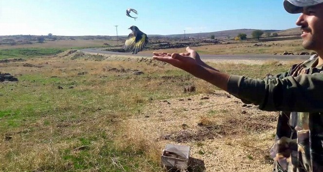 Avcılar, Suriyelilerin yakaladığı saka kuşunu doğaya bıraktı
