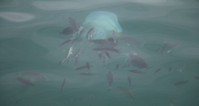 Kemerli Tarakçı Balıkları’nın deniz anasına saldırı anı kameralara yakalandı