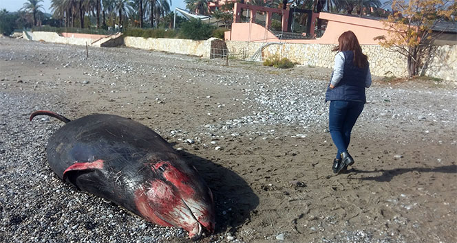 Antalya’da kıyıya 5 metrelik ölü balina vurdu