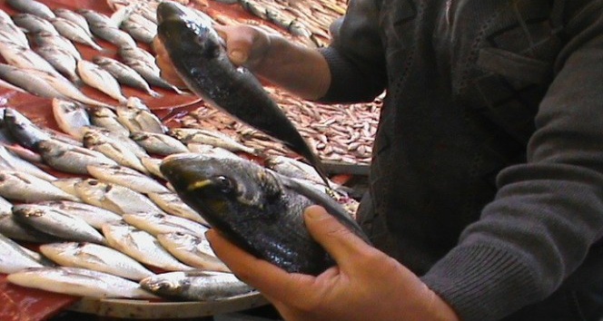 Aydın’da balık bolluğu