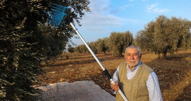 Kilis’te zeytin hasadı sürüyor