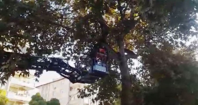 Gaziantep’te ağaçta mahsur kalan kediyi itfaiye kurtardı