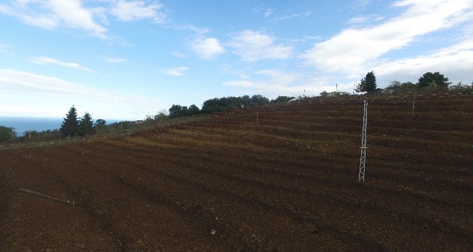 Fındık bahçeleri yenileniyor