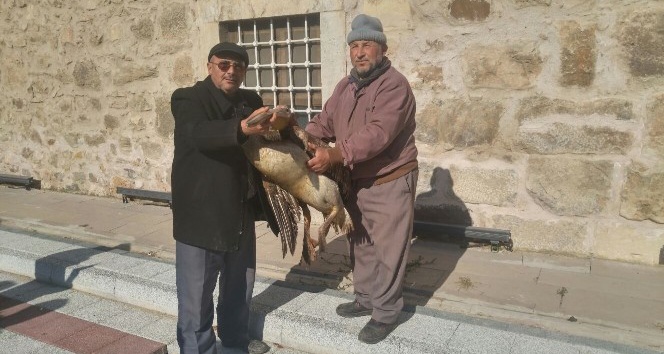 Çiftlik yakınına düşen yaralı pelikan son anda kurtarıldı